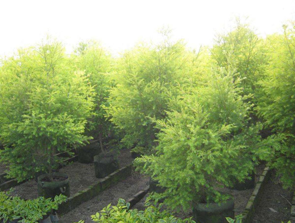家庭盆栽黄金宝树怎么养殖？
