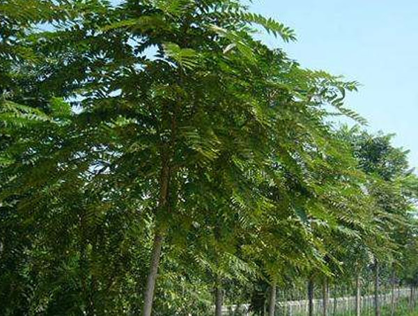 椿树的繁殖育苗、栽培管理以及病虫防治介绍