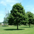 椴树价格-图片-形态特征-主要价值-分布范围-生长习性-植物文化