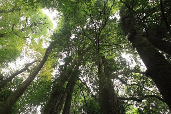 南方红豆杉价格-图片-形态特征-生长环境-分布范围以及主要价值