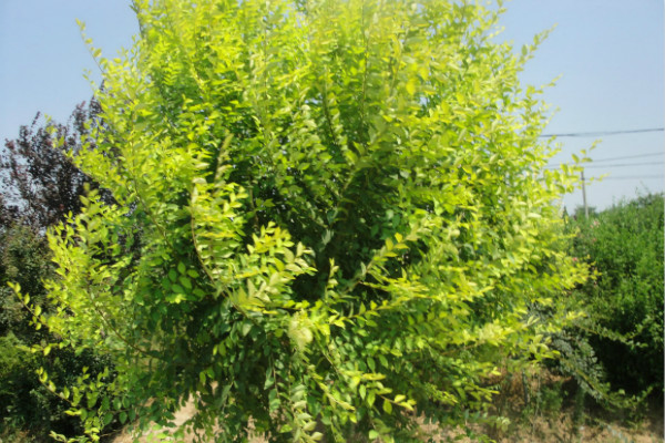 榆树的价格-图片-形态特征-主要品种-主要价值以及植物文化