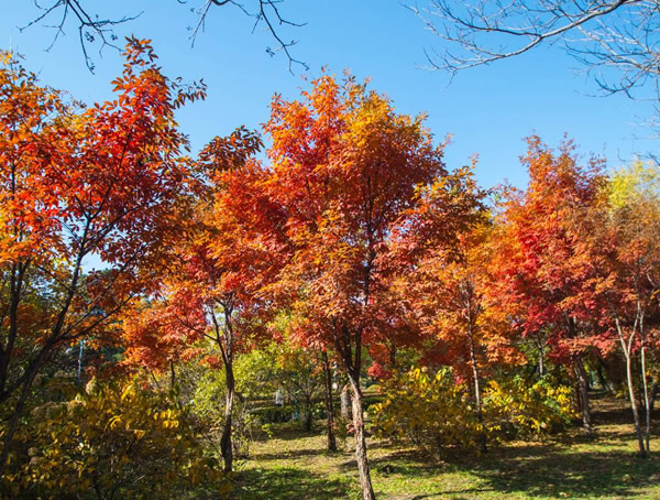 秋枫图片-形态特征-生长环境-分布范围以及主要价值