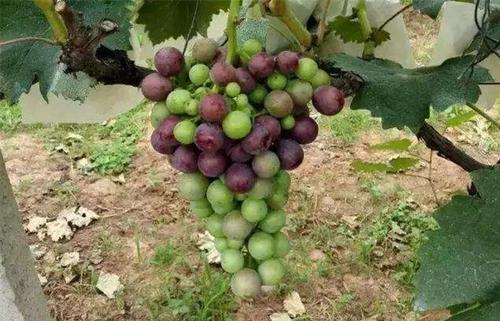 影响葡萄上色的因素