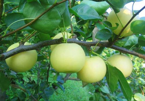 梨树的病虫害防治措施