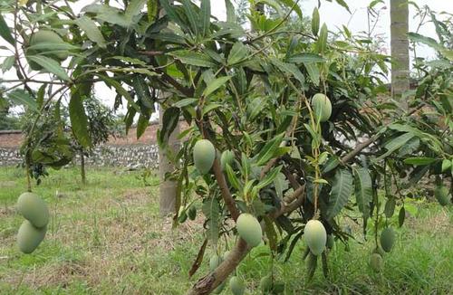 芒果的种植条件
