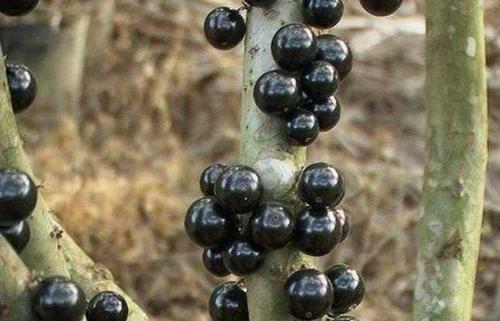 树葡萄种植技术
