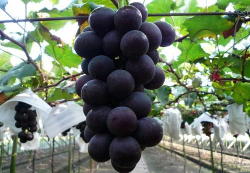 巨峰葡萄栽培技术