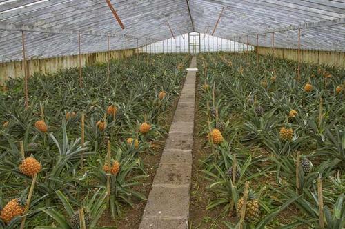 菠萝种植管理技术
